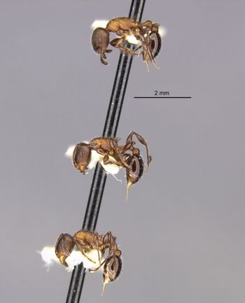 Media type: image;   Entomology 22410 Aspect: halb